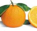 Orange de SICILE grosse 330/500g. Naturelle non traitée.